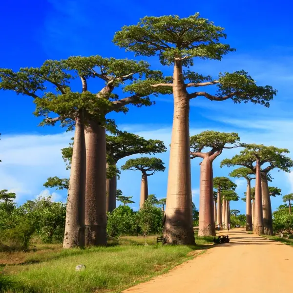 intersight Avenue of the Baobabs