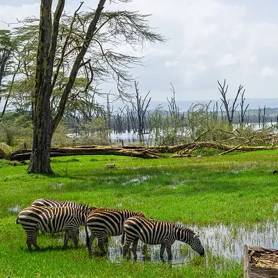 intersight Lake Nakuru