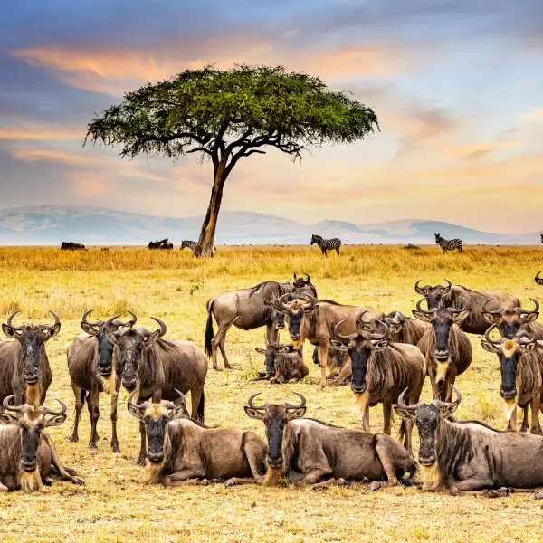intersight Maasai Mara National Reserve