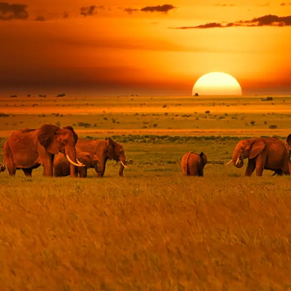 intersight Tsavo National Parks