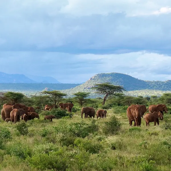 intersight Samburu National Reserve