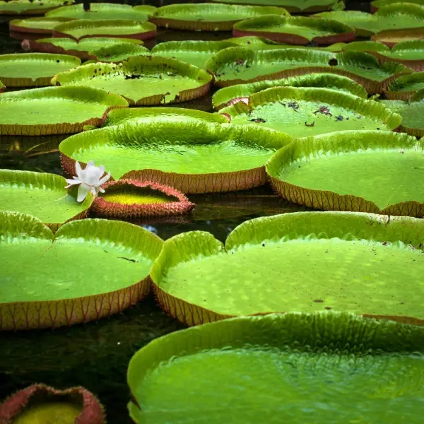 intersight Pamplemousses Botanical Garden