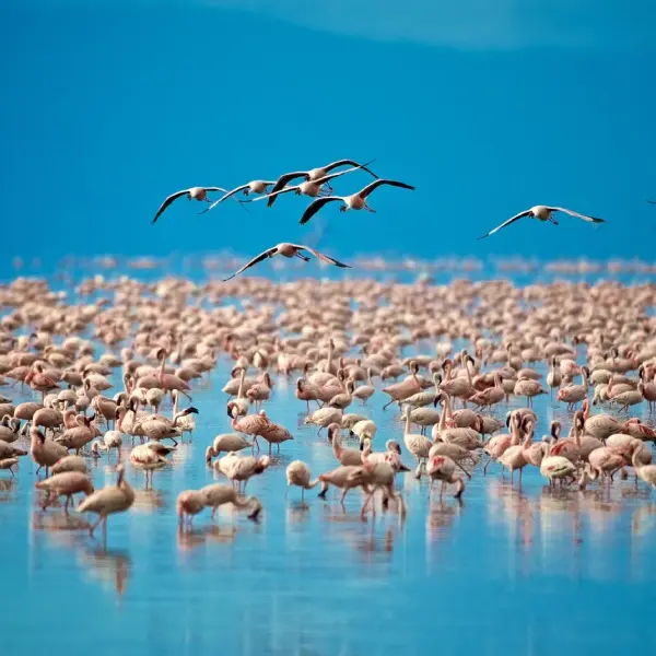 intersight Lake Manyara