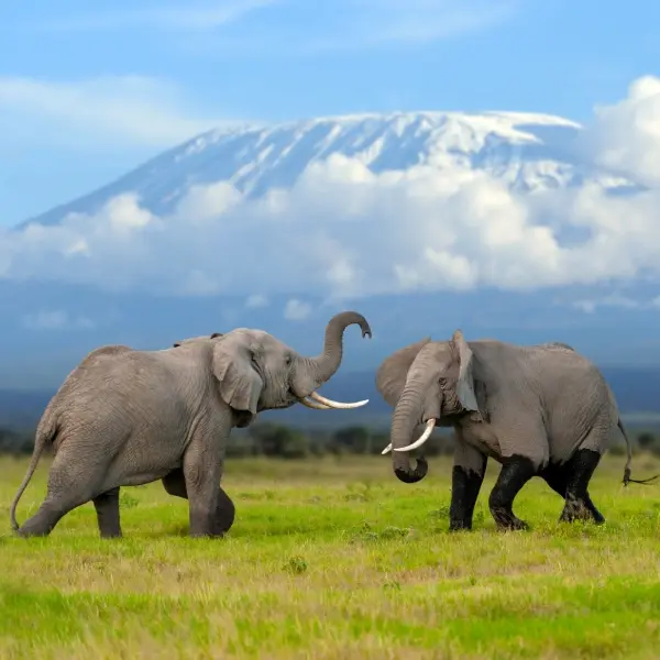 intersight Mount Kilimanjaro