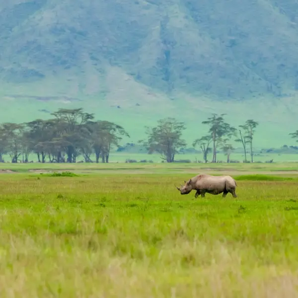 intersight Ngorongoro Conservation Area