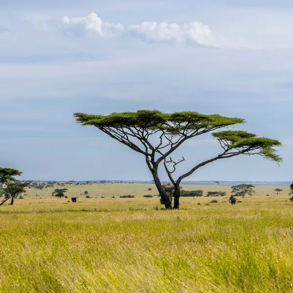 intersight Serengeti National Park