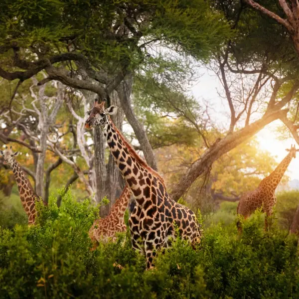 intersight Tarangire National Park