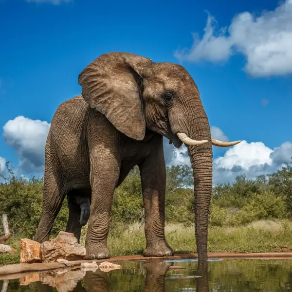 intersight Kruger National Park