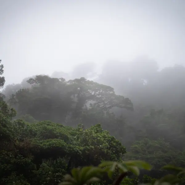 intersight Monteverde Cloud Forest