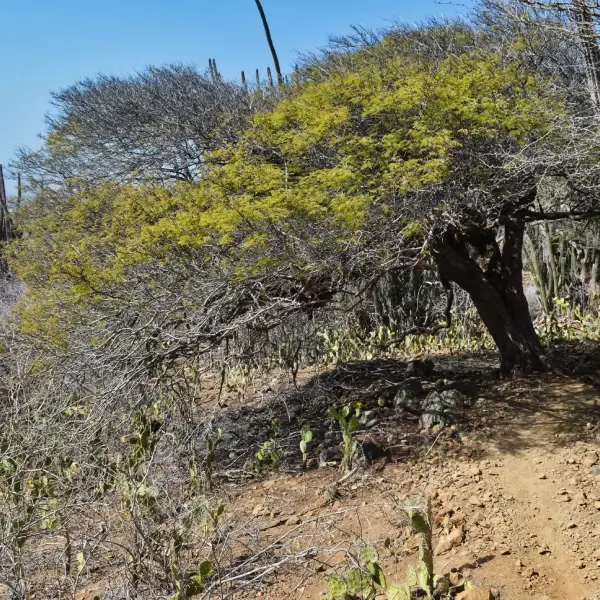 intersight Arikok National Park