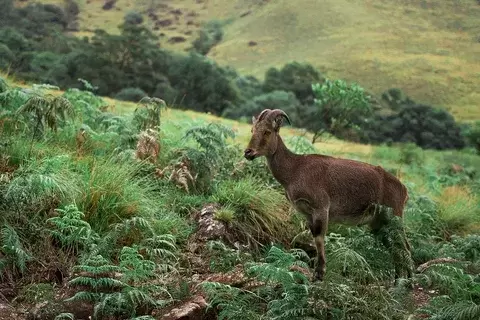 Munnar Explorer – Nature & Wildlife