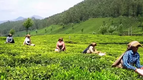 Munnar Explorer – Nature & Wildlife