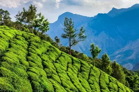Munnar Explorer – Nature & Wildlife