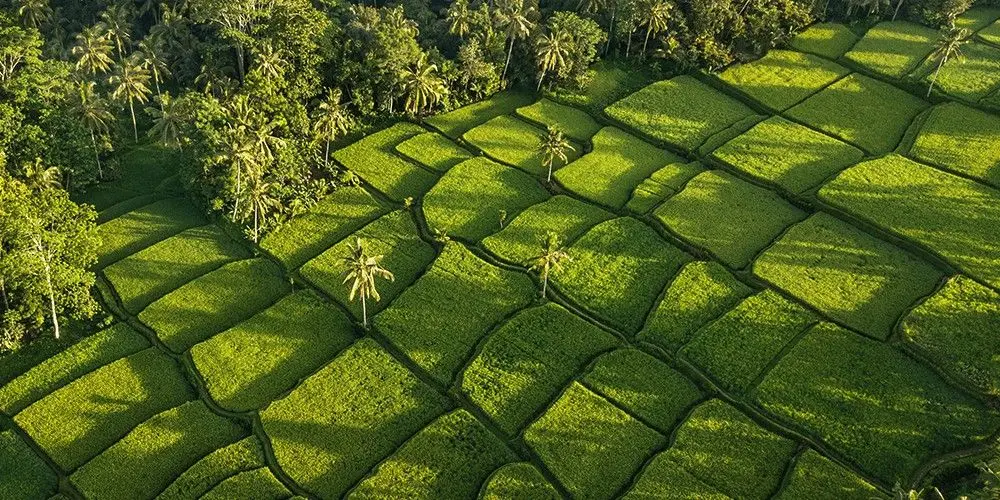 Pristine Bali Experiences