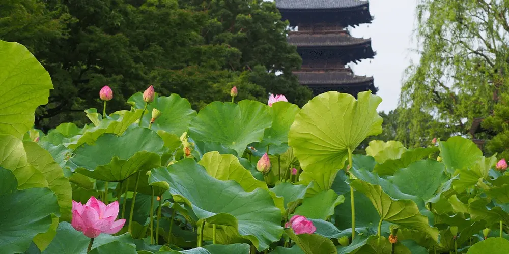 Imperial Beijing Discovery