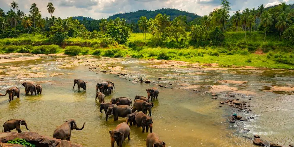 Mystic Ceylon Explorer