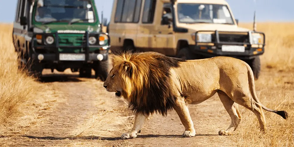 The Great Kenya Migration - Safari