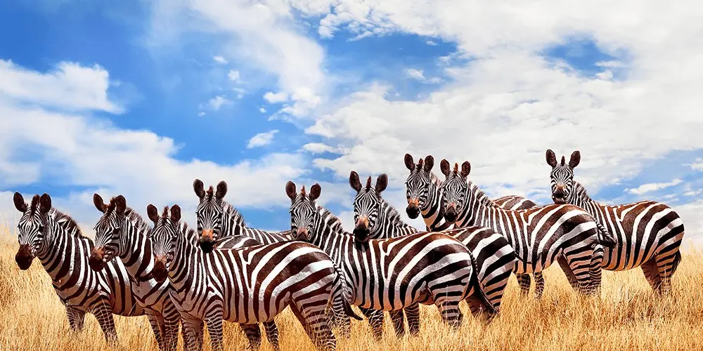 The Great Kenya Migration - Safari