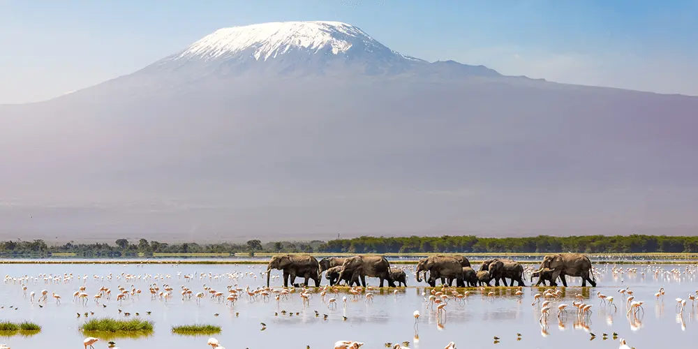 The Great Kenya Migration - Safari