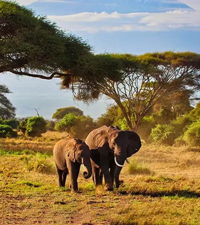The Great Kenya Migration - Safari