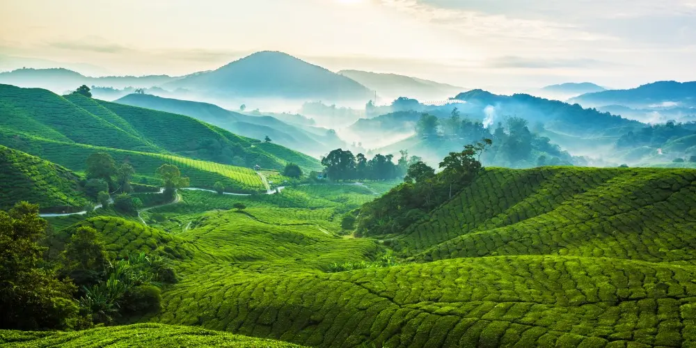 Malaysian Highland Escape