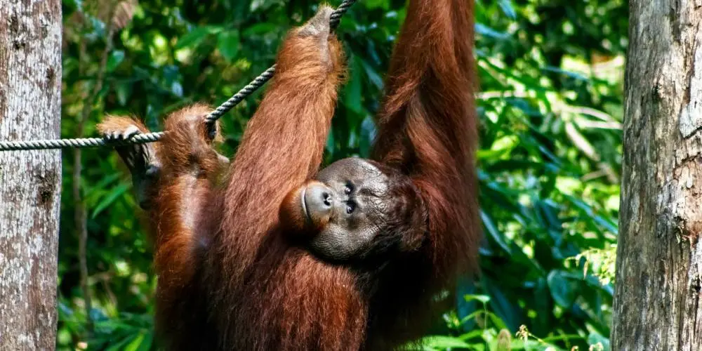 Malaysian Borneo Adventure