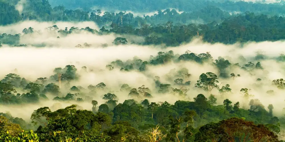 Borneo Jungle Expedition