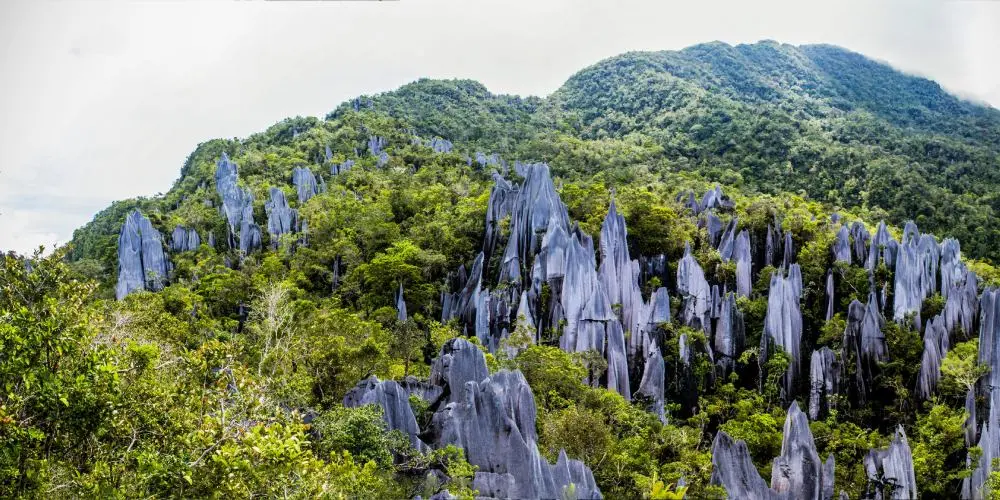 Borneo Jungle Expedition