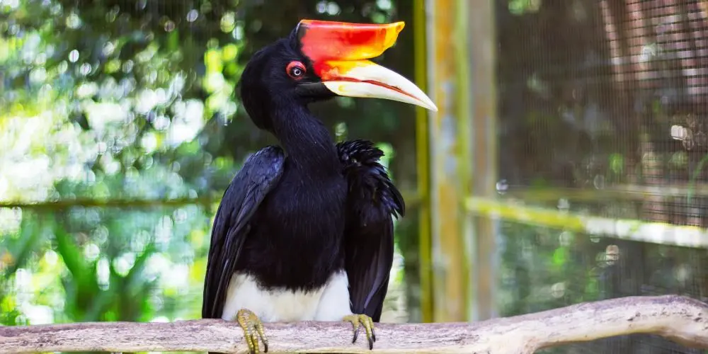 Borneo Jungle Expedition