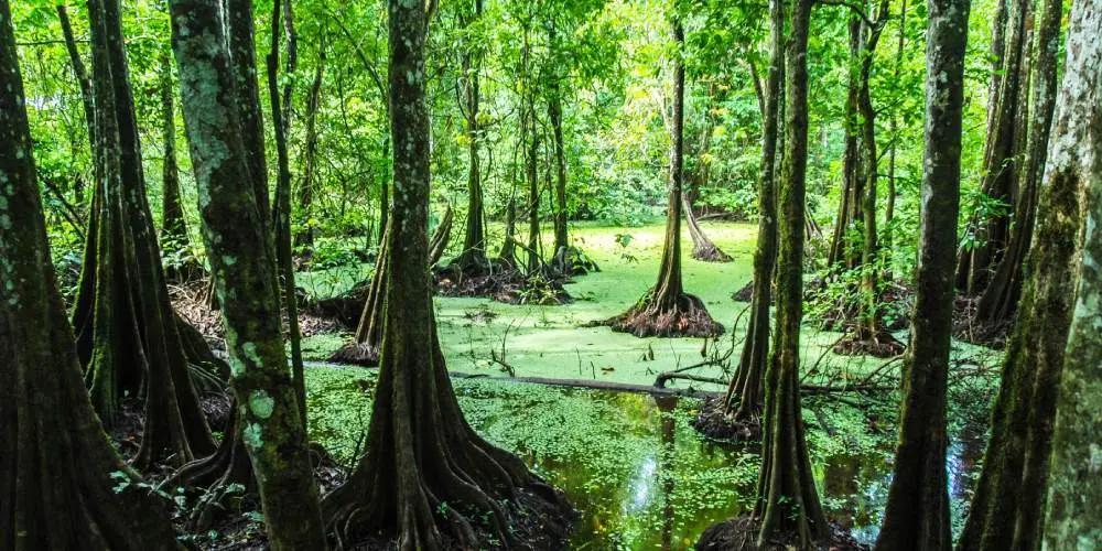 Borneo Jungle Expedition
