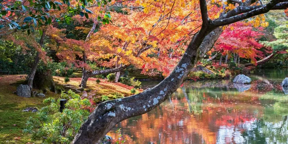 Kyoto Serene Honeymoon