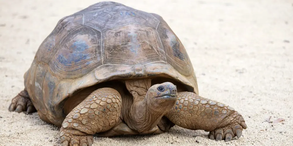 Magical Mauritius Paradise