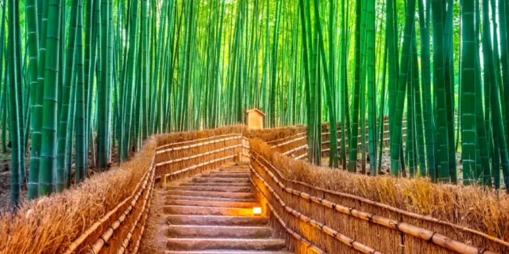 Japan Extended Discovery