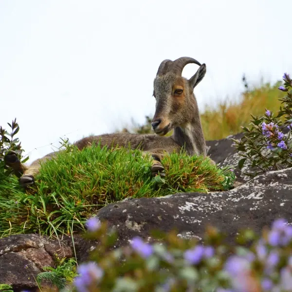 Highlands To Backwaters Sojourn