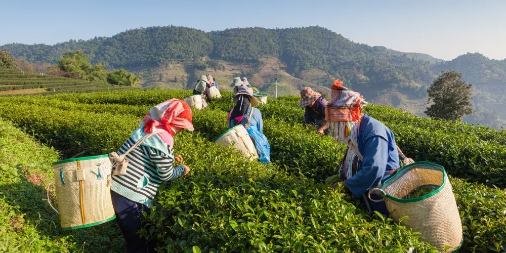 Kerala Eco Heritage Voyage