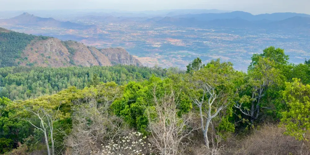 Emerald Of Shevaroy Hills