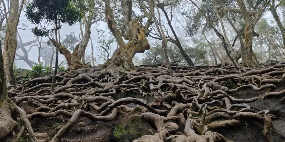 Princess Of Hill Stations