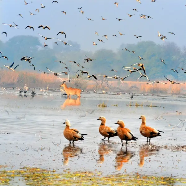 Haryana Heritage Circuit