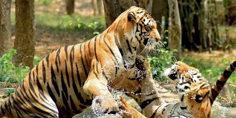 Mysore - City of Palaces