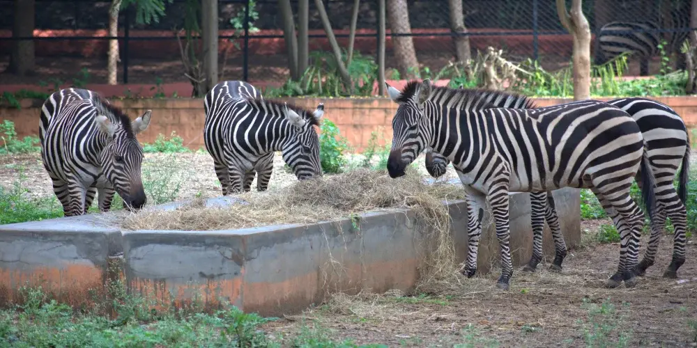 Garden City to Royal Heritage