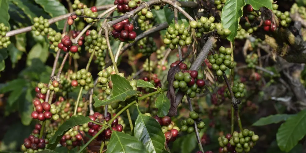 WESTERN GHATS BIODIVERSITY