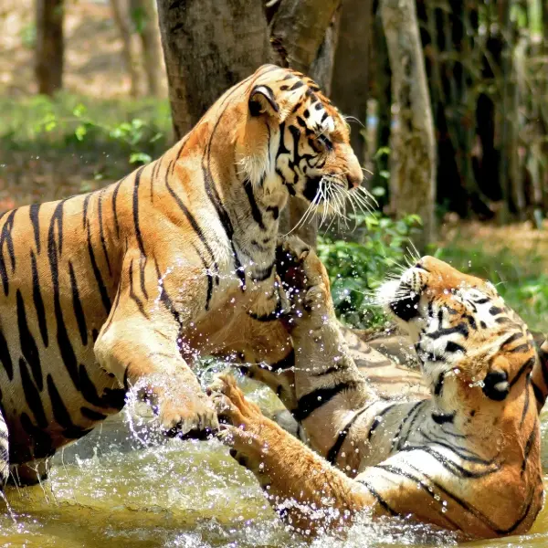 Wild Karnataka Odyssey