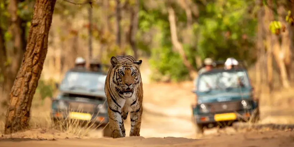 Tiger Triangle Expedition