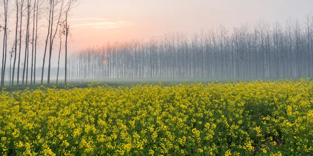 Punjab Countryside Escape