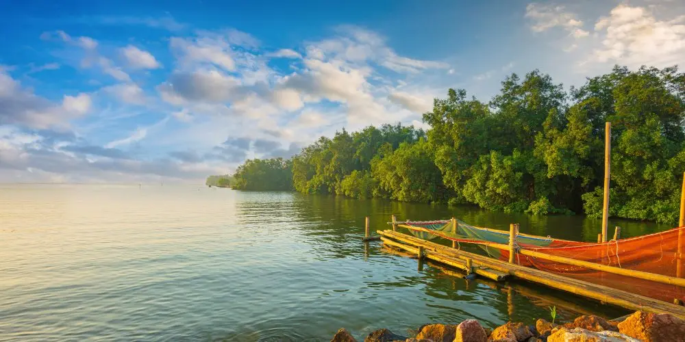 Darjeeling Tea Garden Circuits