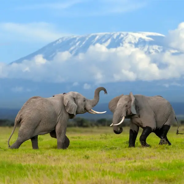 East African Safari Experience