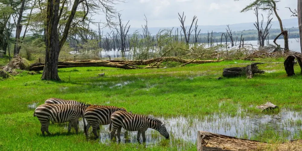 Kenya Classic Safari Adventure