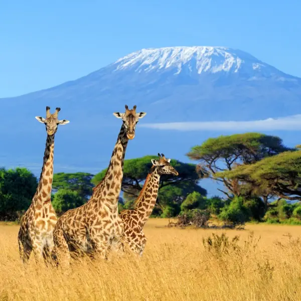 Kenya Luxury Safari & Conservation