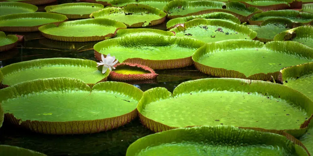 Mauritius Paradise Explorer
