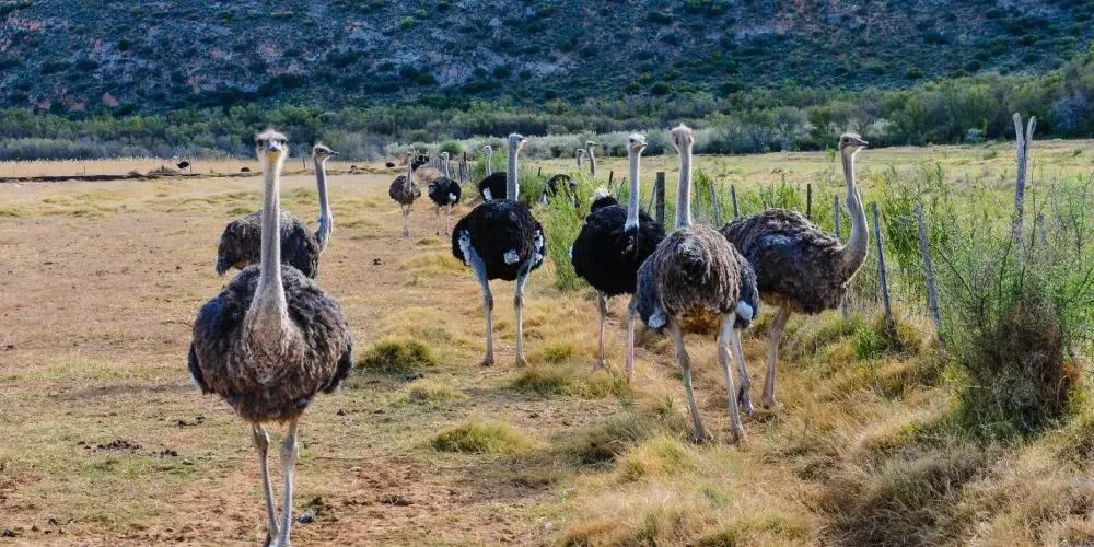 Spectacular South Africa